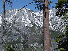 Do you see the bird?