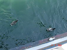 ducks