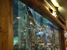 A fish feeding at Cabella's. The fish at the top left is eating a big feeder goldfish.