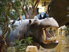 Cabela's