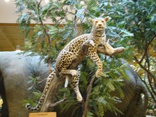 Cabela's