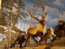 Cabela's