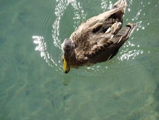 duck