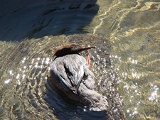 duck