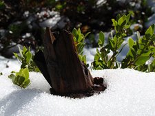 snowy log