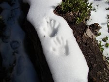 Hunter's handprints