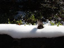 snowy log