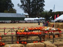 Fall Festival
