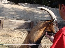 Peter feeding a goat.