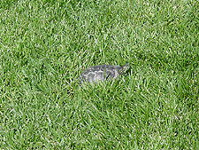 Taking a walk in the grass.