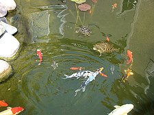 Turtles and fish, May 2008