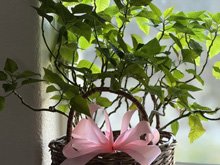 Valentine's Day decorations