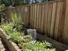 vegetable_garden