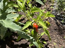 vegetable_garden