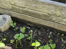 vegetable_garden