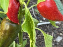 vegetable_garden