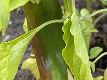 vegetable_garden