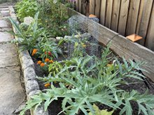 vegetable_garden