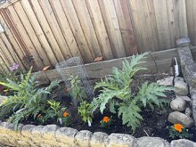 vegetable_garden_26/vegetables