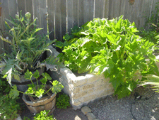 Zucchini