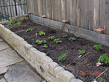 Already growing!  March 29