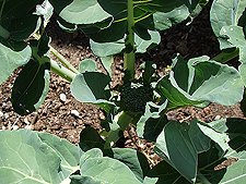 Broccoli starting
