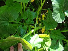 Zucchini, July 2010