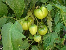 Tomatoes, July 2010