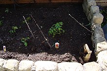 A few varieties of tomatos