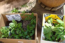 Hunter watering the garden area.