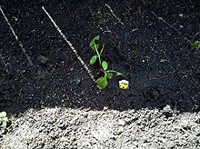 Peppers, string beans and cucumber