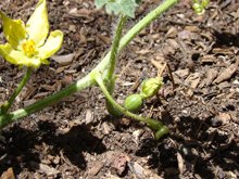 First tiny watermelon!