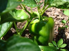 bell peppers