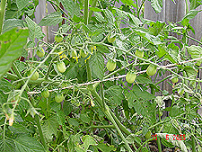 Cherry Tomatos