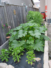 Vegetable Garden in June