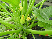 Zuccini