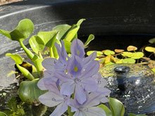 water tub fountain
