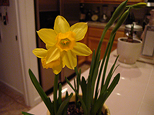 Narcissus