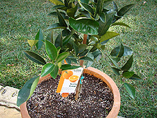 New orange tree.