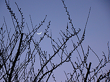 February evening
