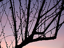February evening