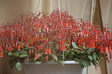 pretty blooms