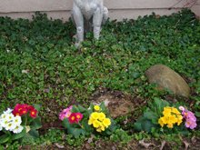 New Primrose in the front yard.