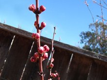 Apricot tree blossoms