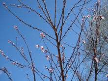 Apricot tree blossoms
