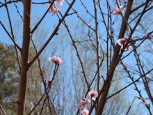 Apricot tree blossoms