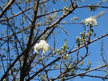 Plum tree blossoms