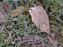 frost