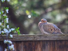 Mourning Doves