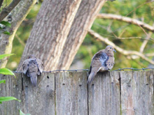 Doves